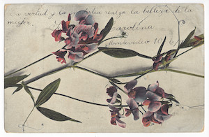 Flowers; color; handwritten text.